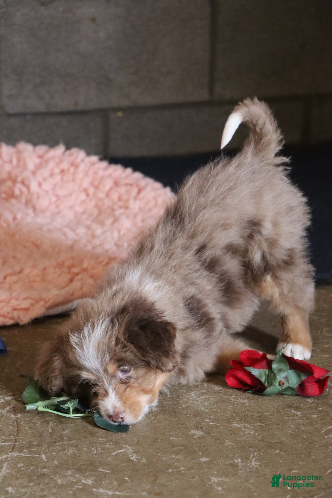 Mixed Breed dogs for sale:  chase - Ad 7