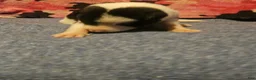 Border Collie dogs for sale: Tia - Ad 9