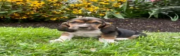 Basset Hound dogs for sale: Baxter❤️AKC Registered - Ad 1