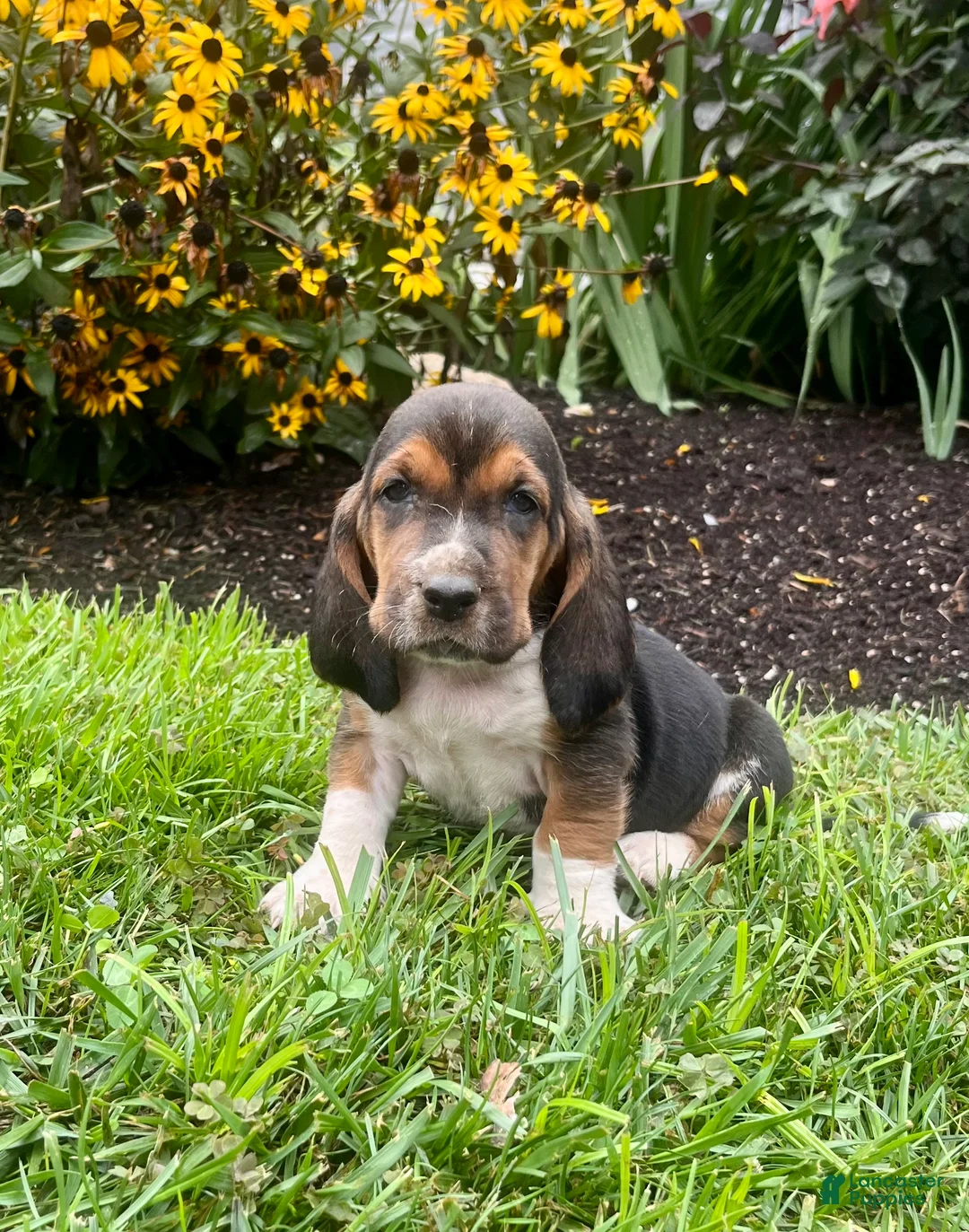 Basset Hound dogs for sale: Baxter❤️AKC Registered - Ad 1