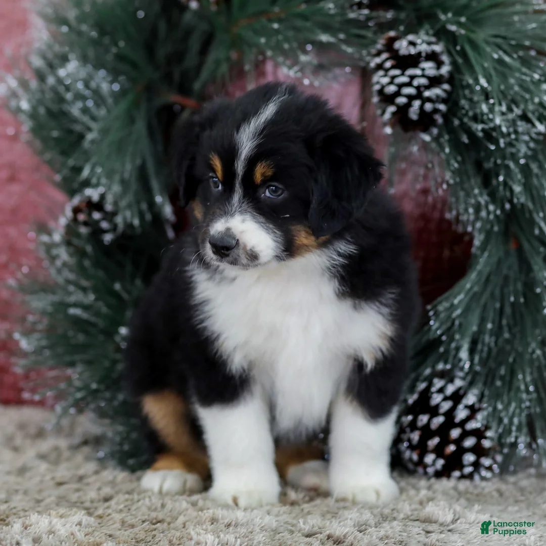 Miniature Australian Shepherd dogs for sale: Cole - Ad 3