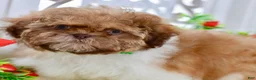 Shih Tzu dogs for sale: Brett - Ad 7