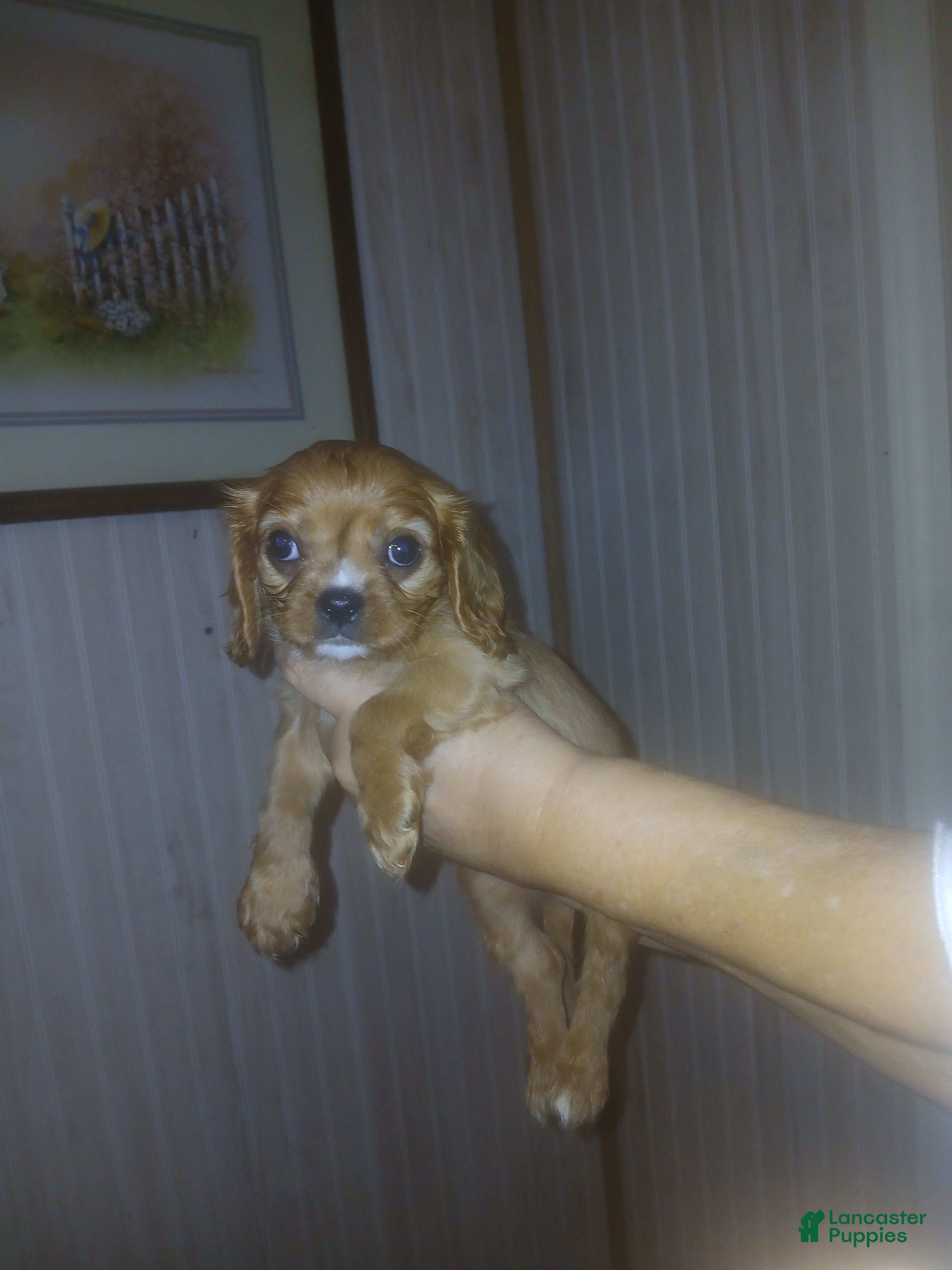 Cavalier King Charles Spaniel dogs Cavalier King Charles Spaniel Puppy 3 - Ad 2