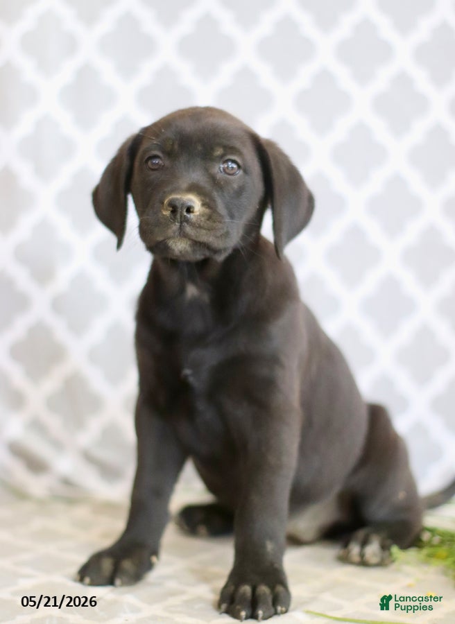 Mixed Breed dogs Reba - Ad 2