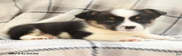 Welsh Corgi Pembroke dogs for sale: Jupiter - Ad 6