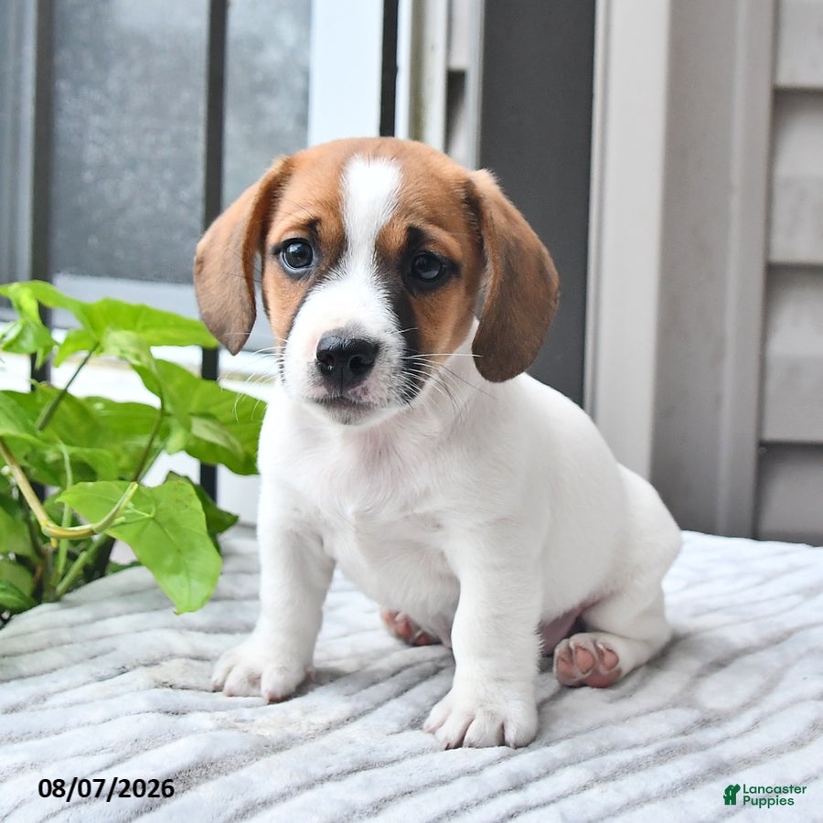 Jack Russell Terrier dogs Banjo - Ad 1