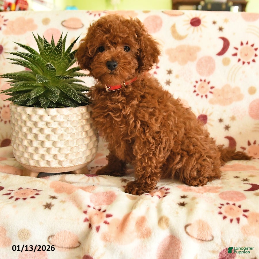 Miniature Poodle dogs Mackenzie - Ad 9