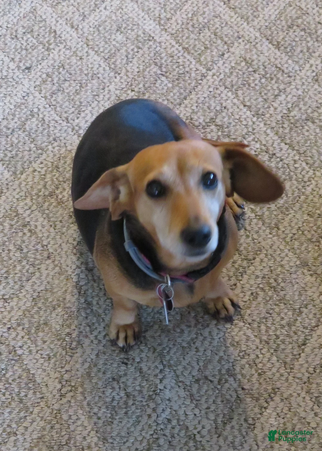 Mixed Breed dogs for sale: Mixed Breed dachshund - Ad 3