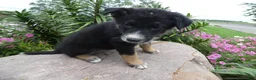 German Shepherd dogs for sale: German Shepherd Georgia 2 - Ad 4