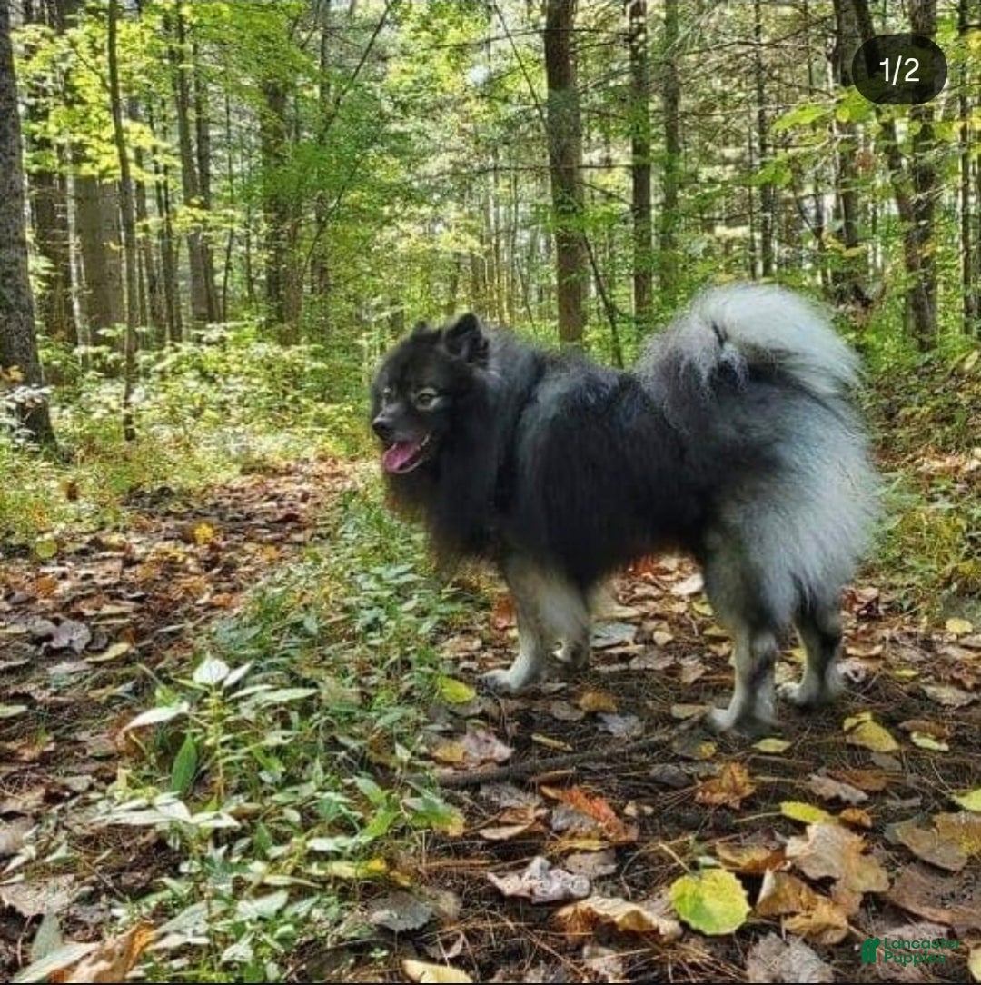 Mixed Breed dogs for sale: Stardust - Ad 13