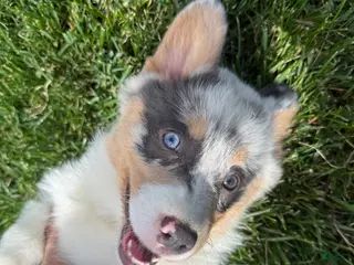 American Corgi dogs American Corgi Puppy 4 - Ad 3