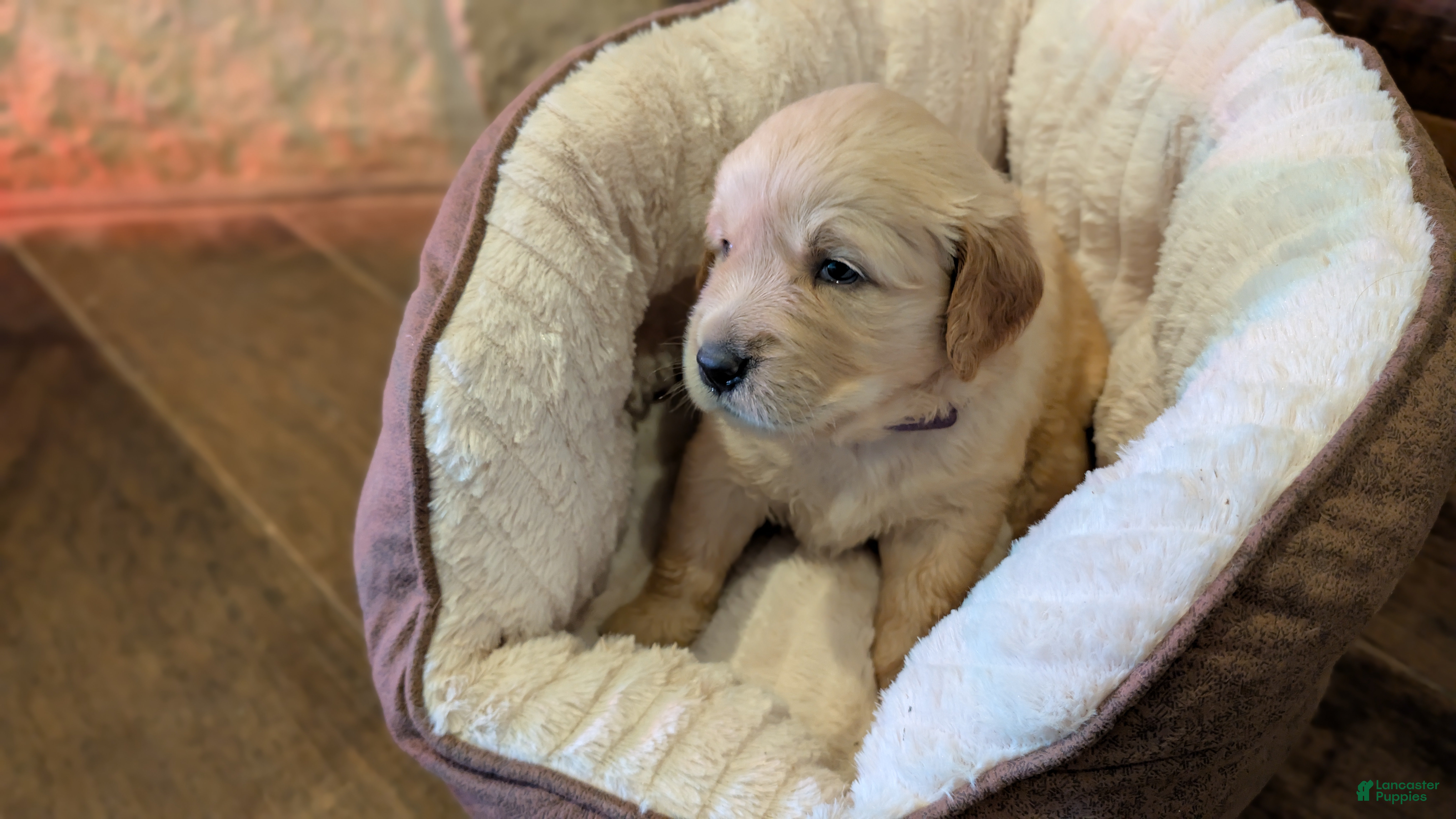 Golden Retriever dogs Ruby Rue - Ad 1