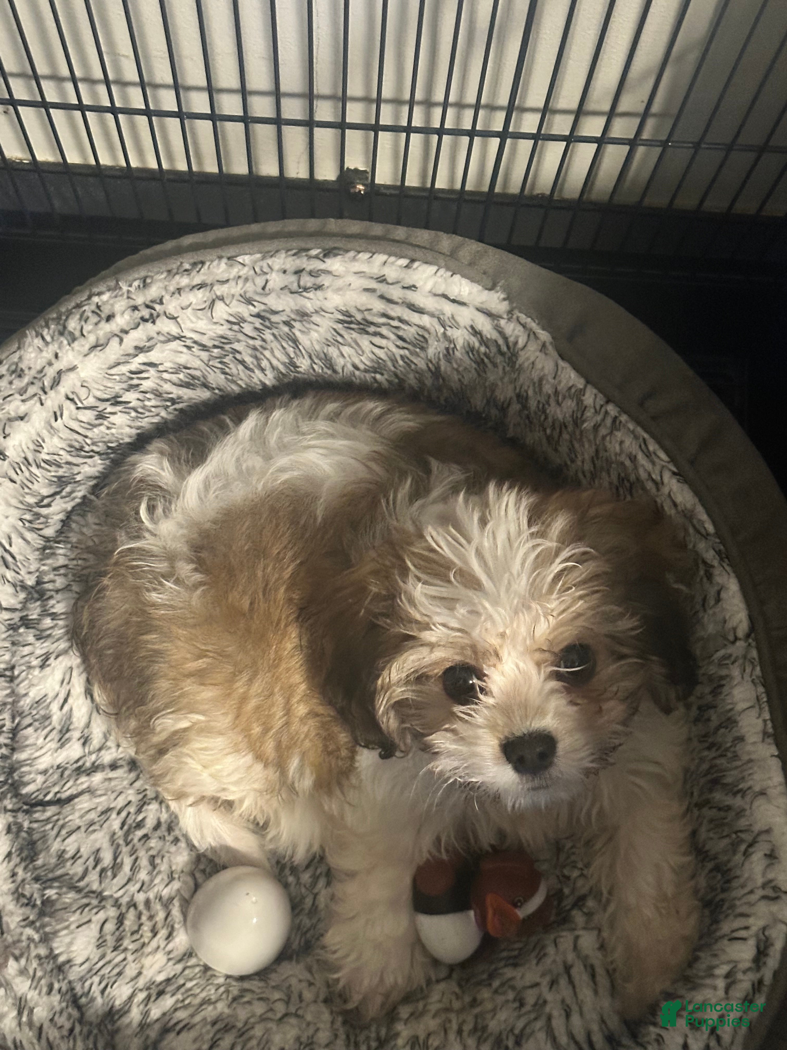 Cavachon dogs for sale: Cavachon 1 - Ad 28