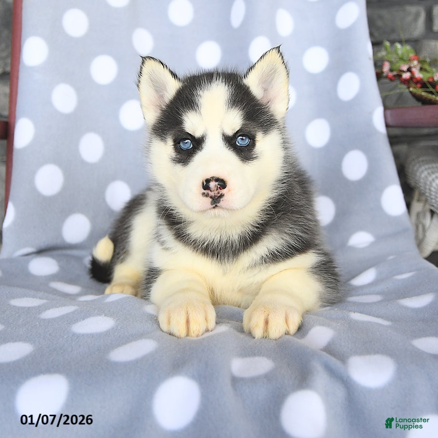 Siberian Husky dogs Coco  - Ad 2