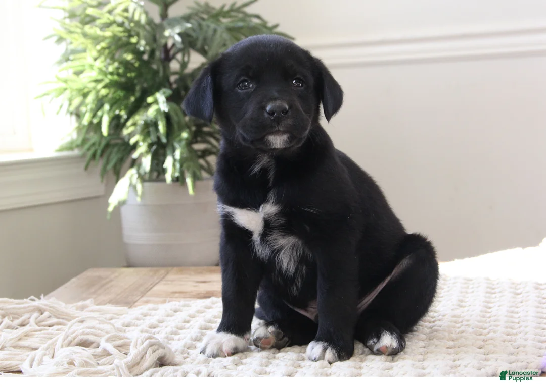 Mixed Breed dogs for sale: Mixed Breed Puppy 9 - Lucy - Ad 2