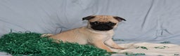 Pug dogs for sale: Bella   - Ad 1