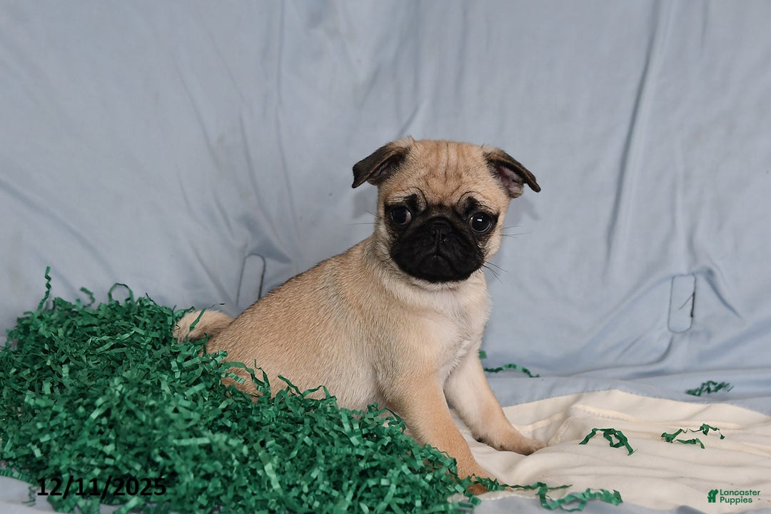 Pug dogs for sale: Bella   - Ad 1