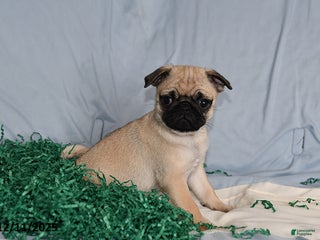 Pug dogs Bella - Ad 41