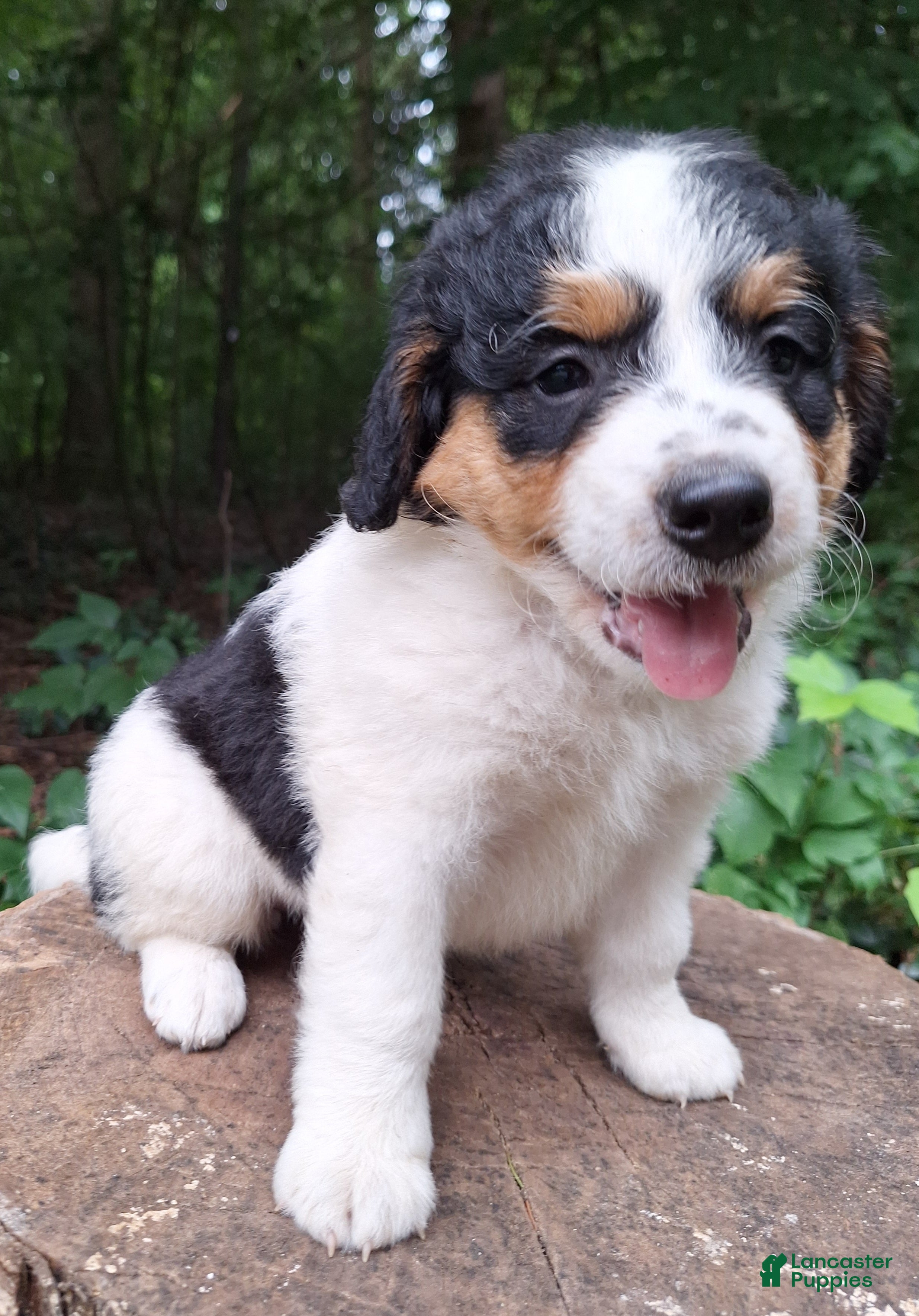 Mini Bernedoodle dogs Poky - Ad 2