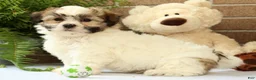 Shih Tzu dogs for sale: Brett - Ad 3