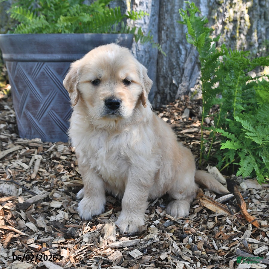 Golden Retriever dogs Cooper - Ad 2