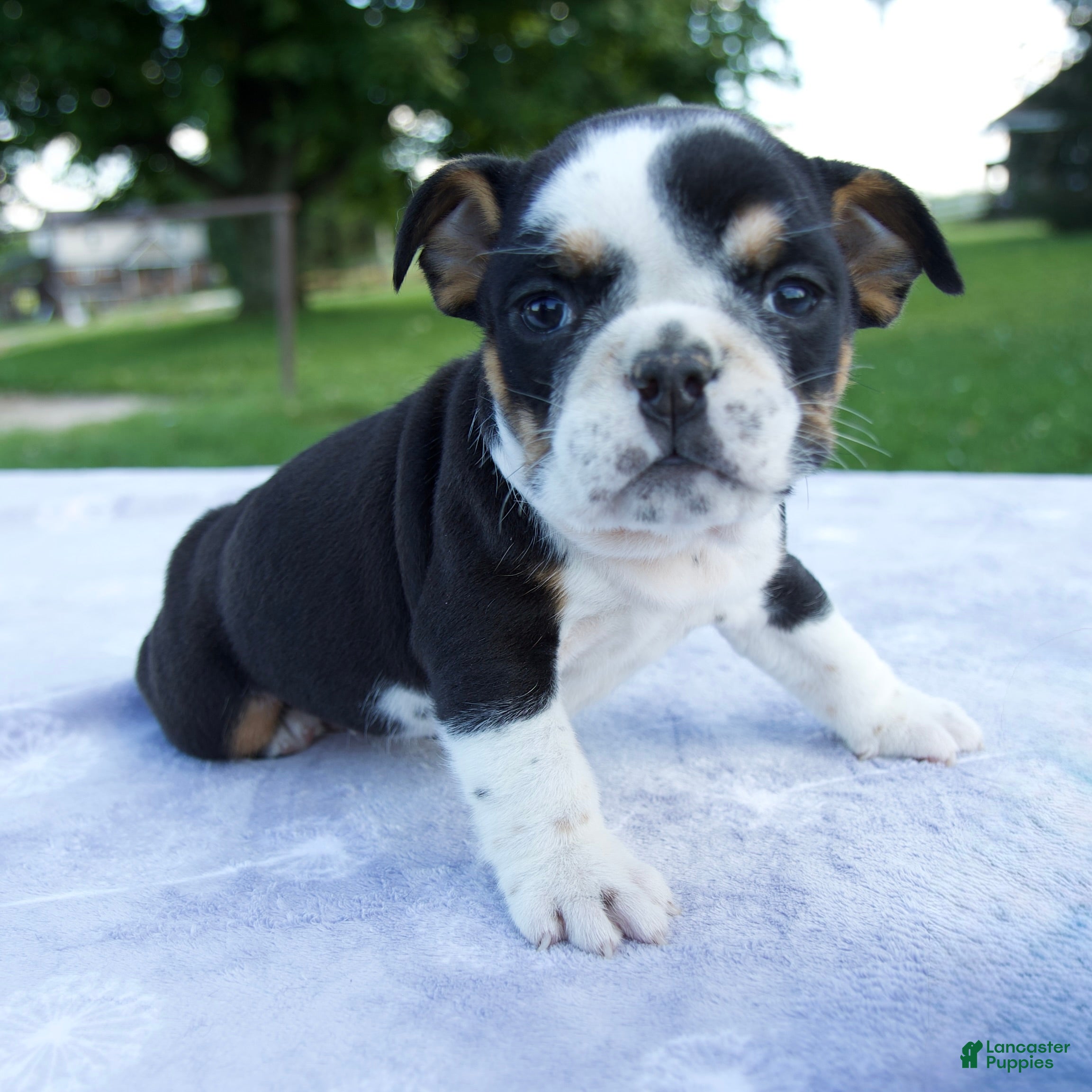 Beabull dogs Hope - Ad 2