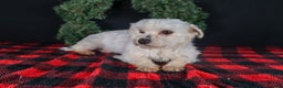 Maltese dogs for sale: ALEX - Ad 25