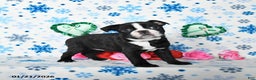 Boston Terrier dogs for sale: Charm  - Ad 3