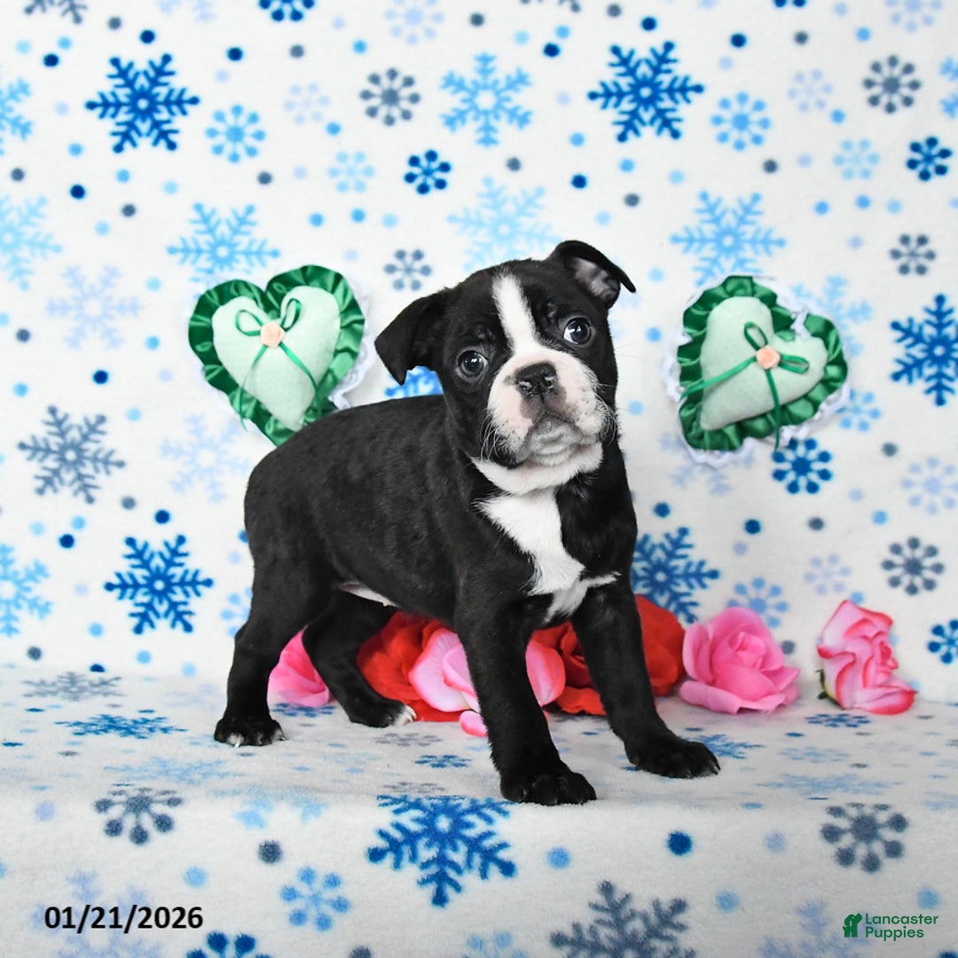 Boston Terrier dogs for sale: Charm  - Ad 3