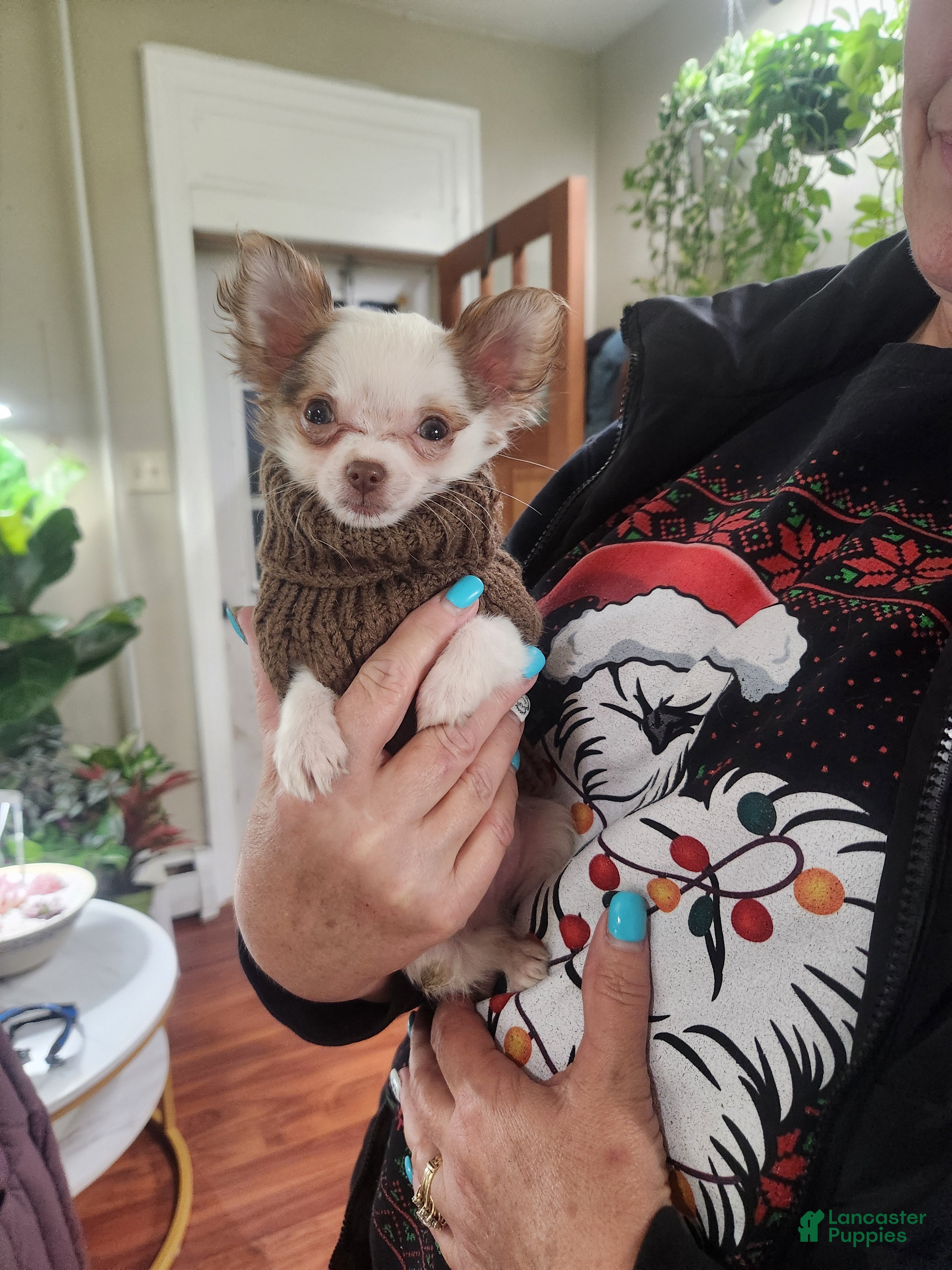 Chihuahua dogs Cashew - Ad 20