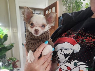 Chihuahua dogs Cashew - Ad 20