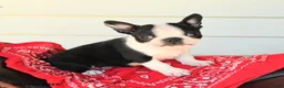 Boston Terrier dogs for sale: Shane - Ad 1