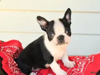 Boston Terrier dogs for sale: Shane - Ad 4