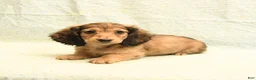 Dachshund dogs for sale: Flash - Ad 3