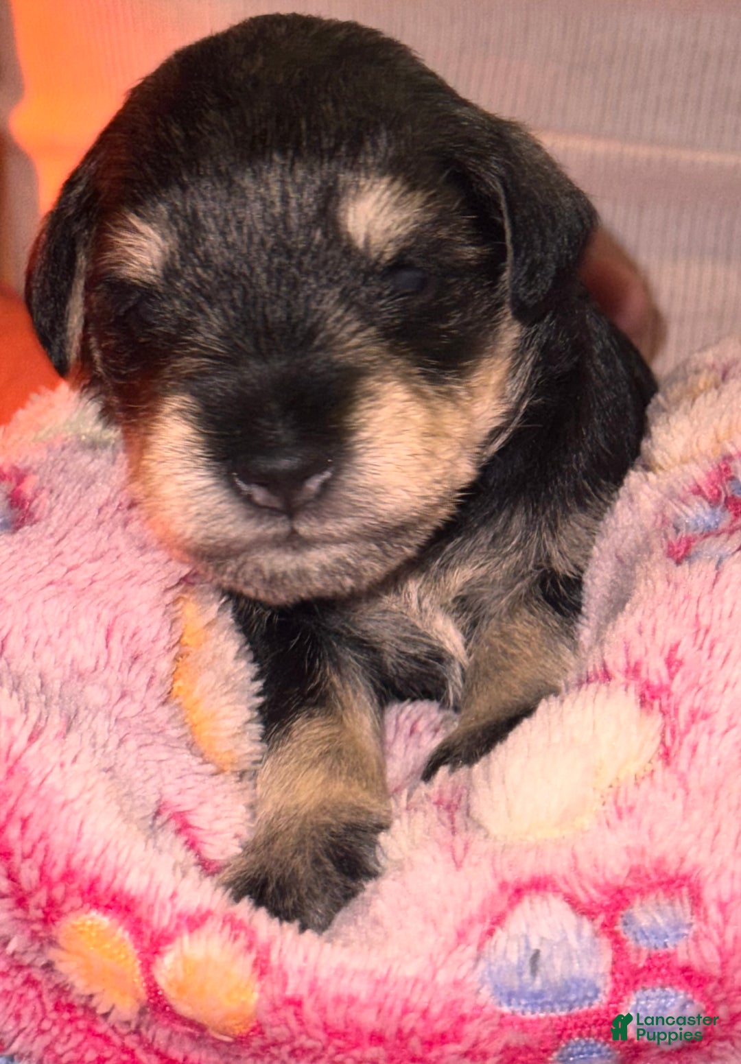 Miniature Schnauzer dogs for sale: Miniature Schnauzer Puppy 7 - Ad 4