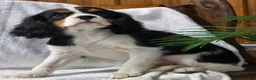 Cavalier King Charles Spaniel dogs for sale: Peony - Ad 3