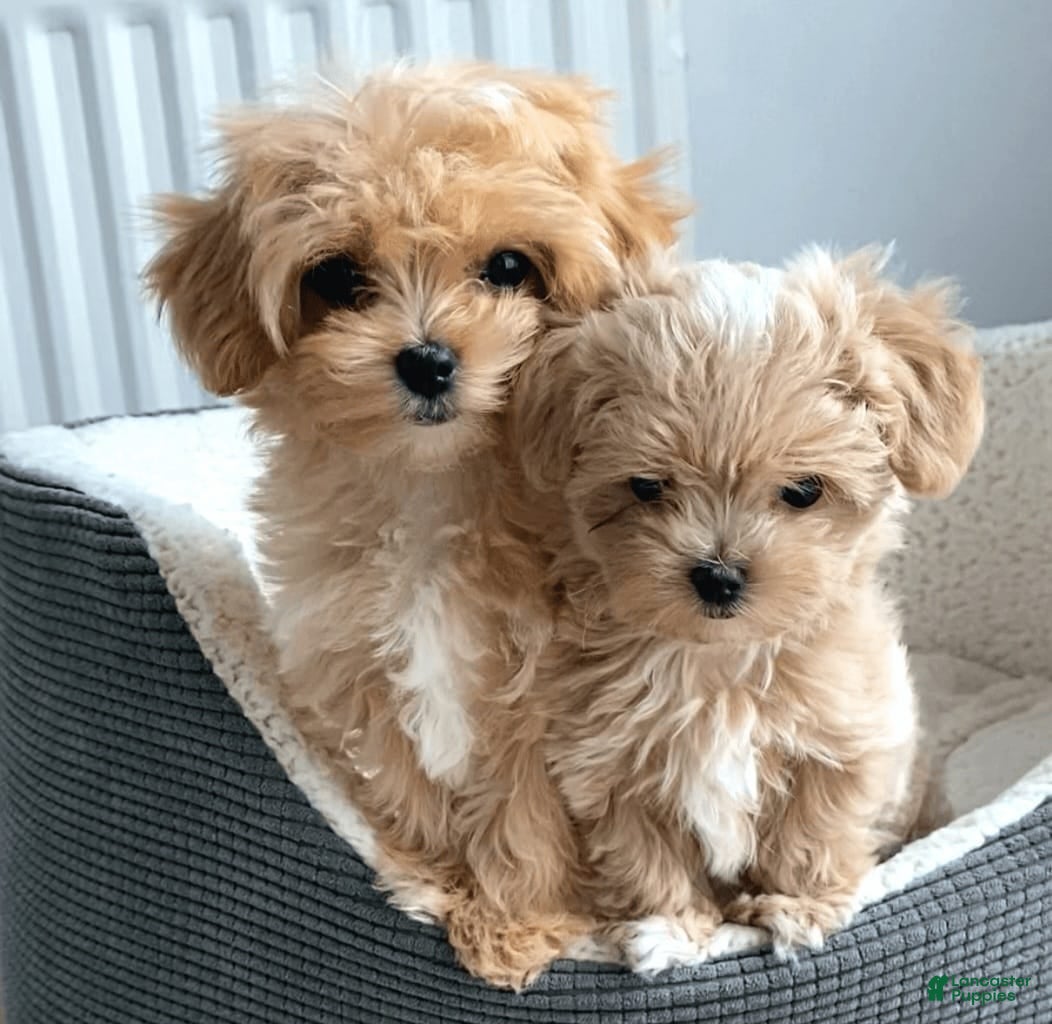 Miniature Poodle dogs Miniature Poodle Puppy 1 - Ad 1