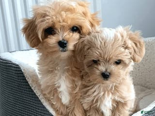 Miniature Poodle dogs Miniature Poodle Puppy 1 - Ad 1