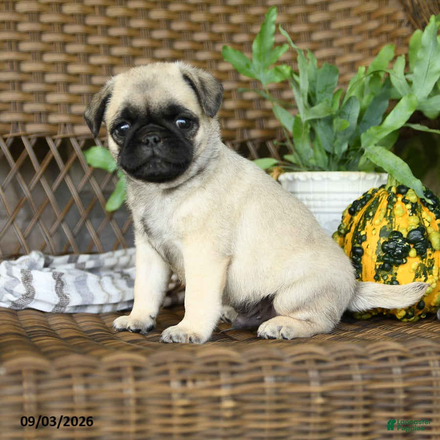 Pug dogs Peanut - Ad 1