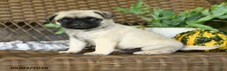 Pug dogs for sale: Peanut - Ad 1