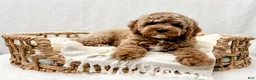 Cavapoo dogs for sale: Reacher - Ad 1