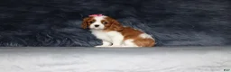 Cavalier King Charles Spaniel dogs for sale: Willow  - Ad 3