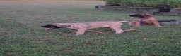English Mastiff dogs for sale: English Mastiff Romeo  - Ad 3