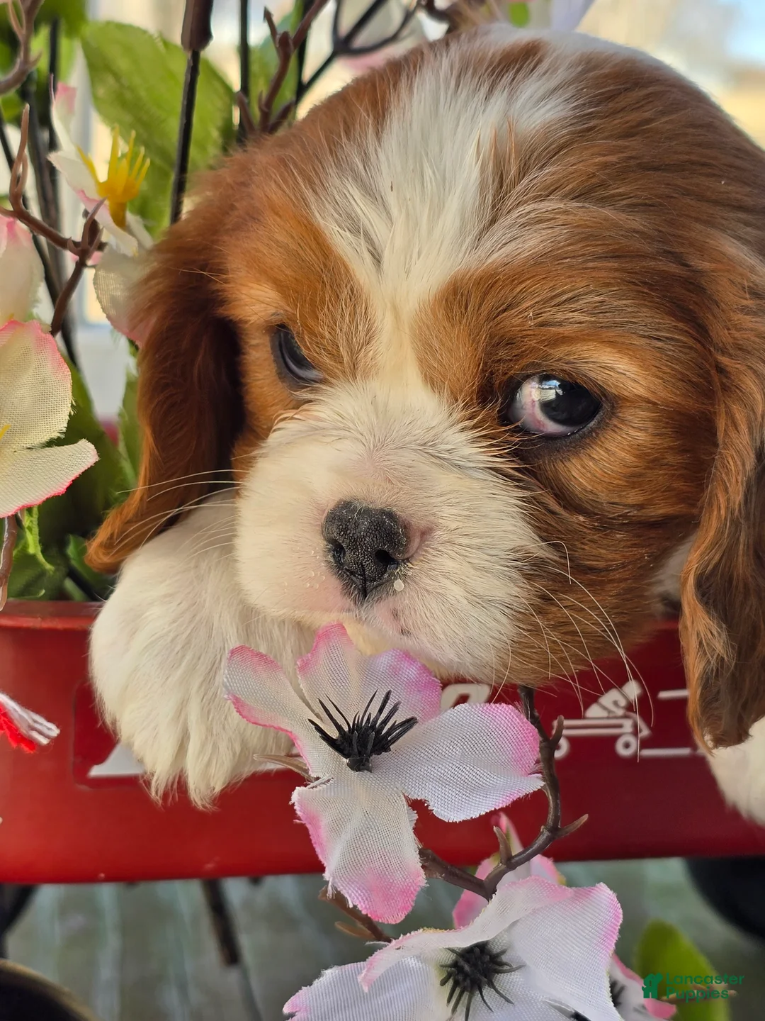 Cavalier King Charles Spaniel dogs for sale: Darla - Ad 9