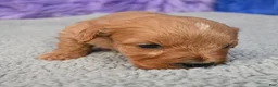 Cavapoo dogs for sale: Cavapoo 6 - Ad 29
