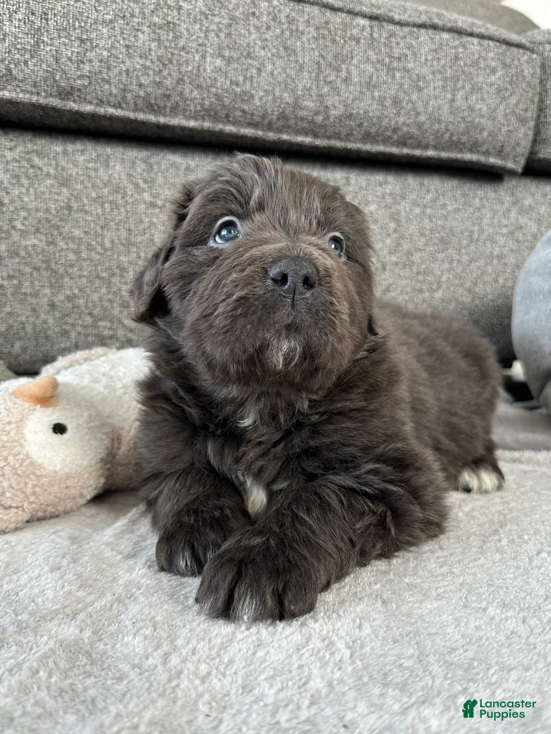 Newfoundland dogs for sale: OFA, AKC, CH “ Tessa”  - Ad 6