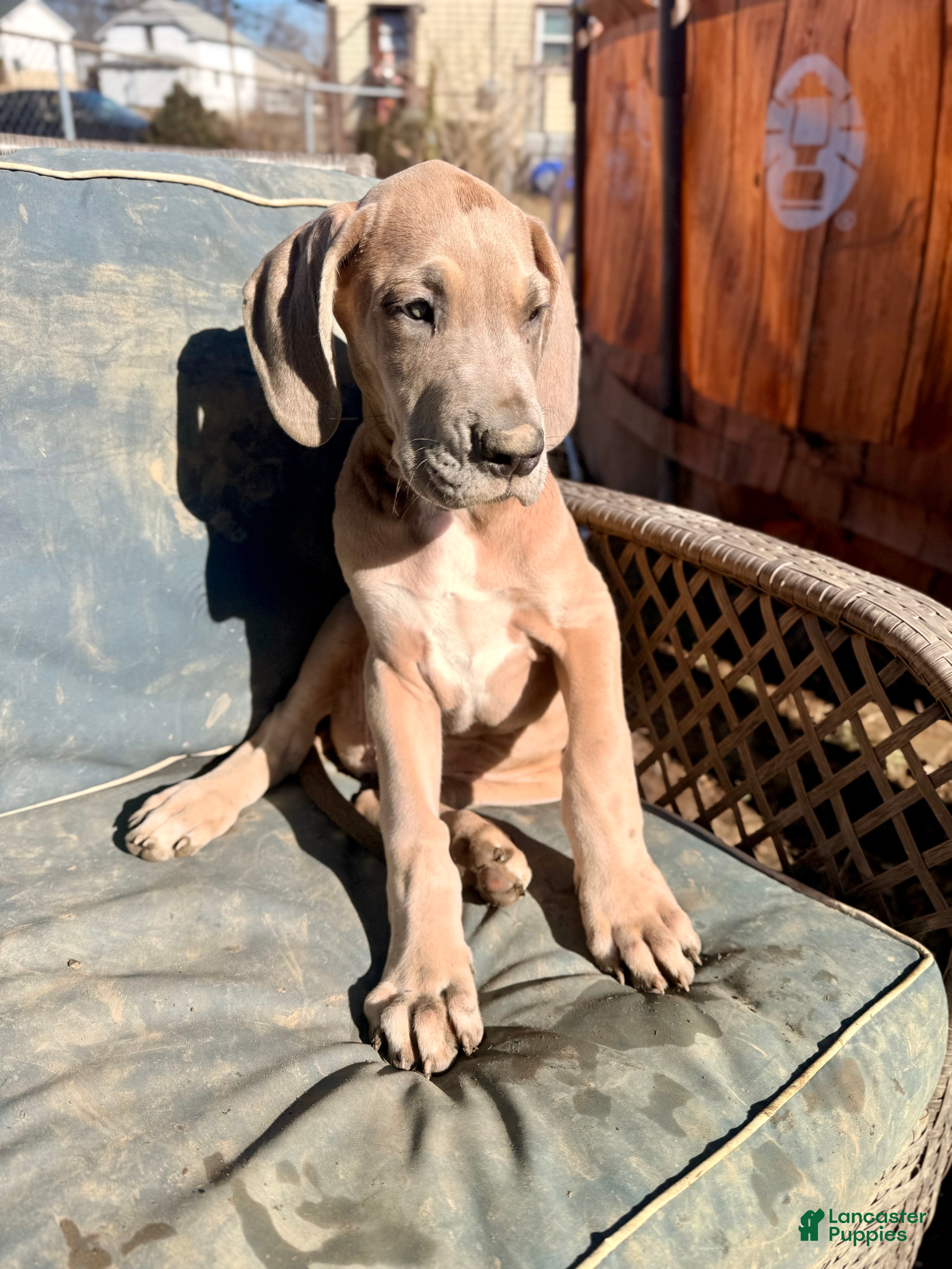 Great Dane dogs Blue Fawn (Heavy Euro) - Ad 1