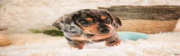 Miniature Dachshund dogs for sale: Benji - Ad 3