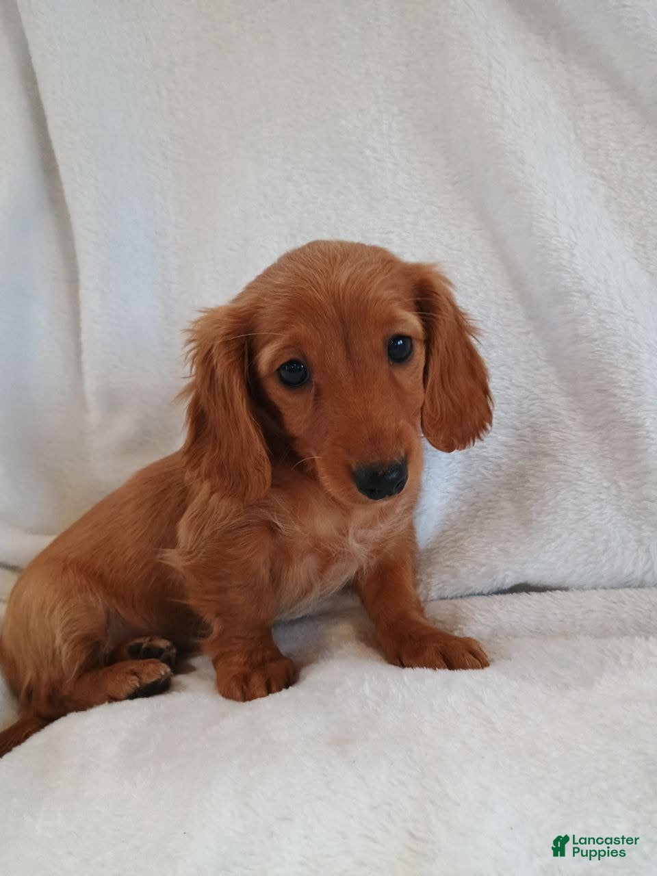Miniature Dachshund dogs Sandy  - Ad 19