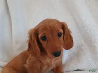 Miniature Dachshund dogs Sandy - Ad 19
